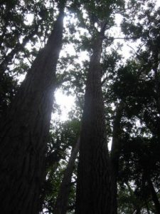 <b>Tall Trees</b><br> The forest is surprisingly thick on the trail to Manoa Falls.