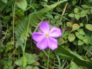 <b>Hawaiian Flowers</b><br> Flowers along the Manoa Falls Trail.