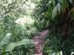 <b>The Trail To Waikamoi Falls</b><br> It's a short hike to Waikamoi Falls along the trail from Mile 10 on the Hana Highway.