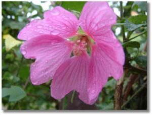 <b>April Flower</b>