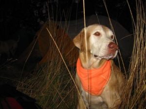 <b>Orange Ruff Wear</b><br> It's hunting season, so here's the hound modeling some blaze orange. We heard shots in the evening and morning - deer hunters we think.