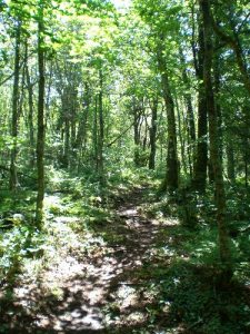 <b>Cape Chignecto</b><br> This hike takes you through huge stands of maples, pines, birch, fields of ferns. The landscape continually changes the entire hike.