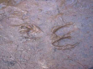 <b>Racoon And Deer Tracks</b><br> There were tons of animal tracks in the park including these deer and racoon tracks near the swinging bridge over Steele Creek.