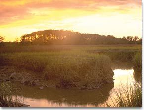 Skidaway Island State Park- Big Ferry Interpretive Trail