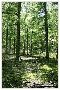 The Big Creek Nature Trail