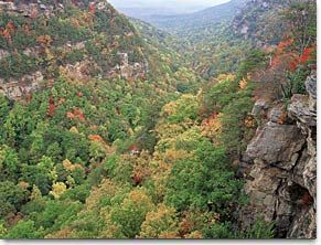 Cloudland Canyon