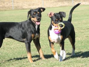 <b>Kadin & Sadie</b><br> Best hiking buddies ever