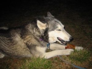 <b>Indy</b><br> Indy enjoys some rawhide at our campsite.