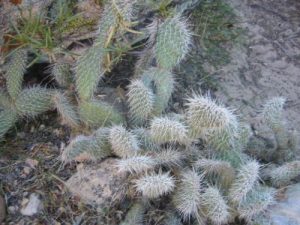 <b>Small Cactus</b><br> I just missed dragging my ankle through this cactus. As you get deeper in the canyon, the trail is harder to follow and it's easy to get off track.