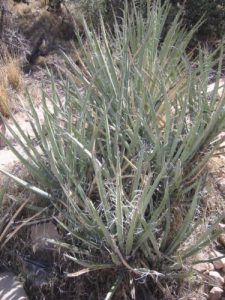 <b>Desert Fauna</b><br> Some of the desert plants in the canyon and just off the trail.