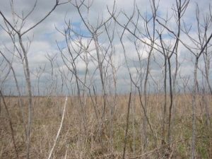 <b>Scrub Brush</b><br> Scrub brush growing on the prarie. Prescribed burns are sometimes started in these areas.