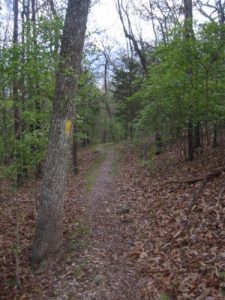 <b>The Lost Bridge Hiking Trail</b><br> Yellow blazes along the Lost Bridge Hiking Trail before dusk.