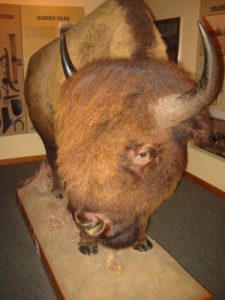 <b>Stuffed Buffalo</b><br> A stuffed buffalo in the visitor's center exhibit area.