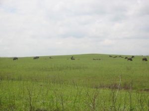 <b>Live Buffalo</b><br> Live Bison in the fields east of the park.