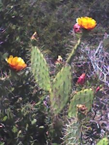 <b>Cactus Flowers</b><br> Cactus flowers blooming along the Pacific Coast in late May.