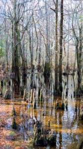 Cypress Swamp Nature Colleton State Park