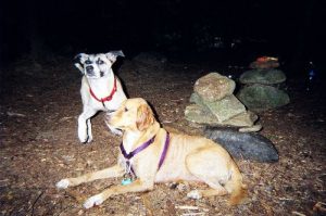 <b>The Two Mutts</b><br> Austin (truly a mutt- probably shepherd and pitt bull with a lot of others) and Star (Brittney Spaniel)