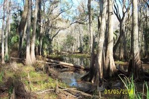 <b>Creek feeding into the Hillsborough River</b>