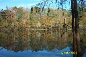 Withlachoochee State Forest