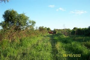 <b>Wild Horses of Paynes Prairie</b>