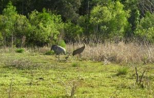 <b>Sandhill Cranes at Flatwoods Pond</b>