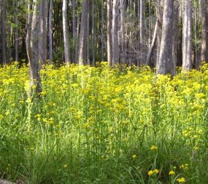 <b>Wildflower Bloom at Flatwoods</b><br> Among the cypress trees, normally this area is underwater but with our drought of 07, this normally wet area provided some beautiful blooms such as this.