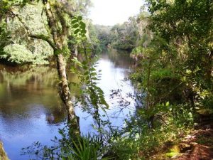 The Hillsborough River from Dead River Trail