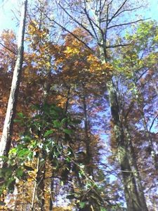 <b>Fall Foilage</b><br> Fall colors along the Woodland Loop Trail.