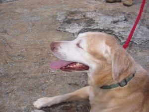 <b>Tired Dog</b><br> The climb up Bradley Mountain definitely work the dog out.