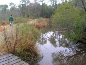 <b>The Helmet At The Marsh</b><br> The Helmet hikes along a section of the Palmetto Trail that cuts through the marsh. We were damn glad to be back on a section of dry trail.