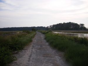 <b>Bear Island / ACE Basin</b><br> Marshland dike