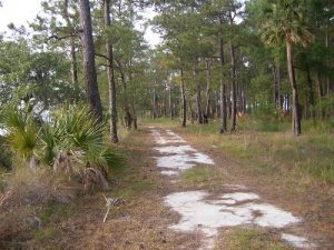 <b>Bear Island / ACE Basin</b><br> Woodland island trail