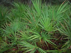 <b>Palmettos</b><br> Some of the flora that gives the trail it's name - and there was plenty of it.