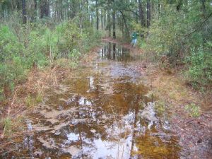 <b>Swamp City</b><br> It got swampy on us on the loop portion of the hike. Here you can see The Helmet in the top right corner of the picture doing his best to navigate around this section of the Palmetto Trail.