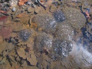 <b>Tadpole Eggs</b><br> Tadpole eggs near the junction of the Chasteen Creek Trail and Bradley Fork Trail. Only two days later they would be covered in two inches of snow.