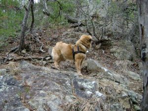 Conasauga river trail