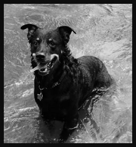 <b>Rocky (Green River Narrows)</b><br> Near the Narrows at Green River. My Waterdog.