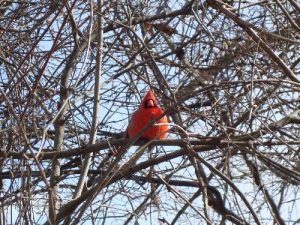 <b>Cardinal</b><br> Picture of a cardinal along the main trail. The small wildlife is fairly accustomed to having human company.