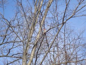 <b>Woodpecker</b><br> This woodpecker wasn't quite as brave as the cardinal.