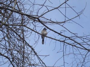 <b>Bluejay</b><br> Picture of a bluejay along the main trail