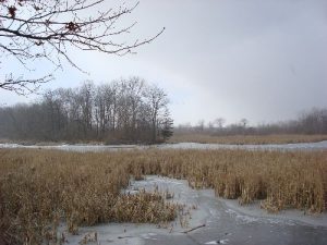 <b>Marsh</b><br> Picture of the marsh looking west from one of the observation decks.