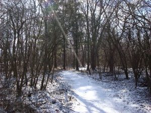 <b>Hardwood Forest</b><br> Picture of one of the small side trails through the hardwood forest.