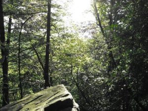 Duke's Creek Falls Trail