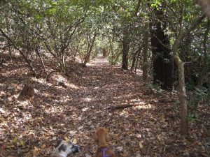 <b>Rhododendron along the path</b>