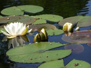 Lilly Pad