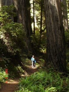 <b>Peter and Ali; Redwood Forest</b><br> Miner's Ridge Trail