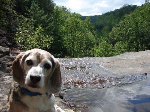 <b>Puppy on top of the falls!</b><br> Cutest beagle dog in the world at the top of the falls