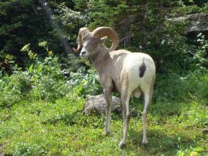 <b>Bighorn Sheep</b><br> Between a three-day, two-night backpacking trip and two day hikes, we saw lots of wildlife on this trip, including two bears, two moose, lots of bighorn sheep and mountain goat, and a few marmot and deer.