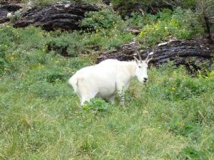 <b>Mountain Goat</b><br> These guys were abundant, and they weren't bashful at all.