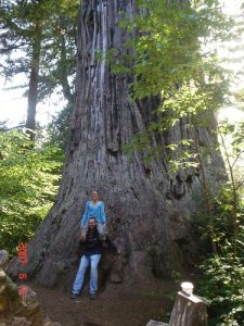 Redwood National Forest